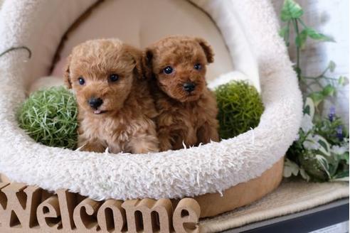 成約済の滋賀県のトイプードル-122183の2枚目