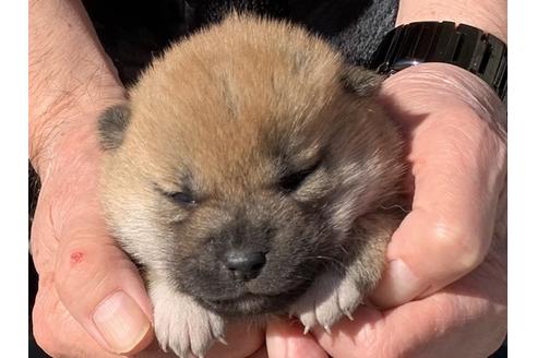 成約済の長崎県の柴犬-122188の1枚目