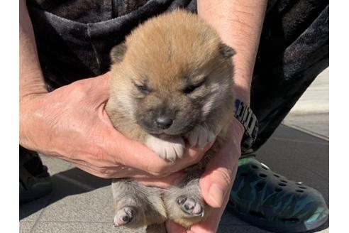 成約済の長崎県の柴犬-122188の5枚目