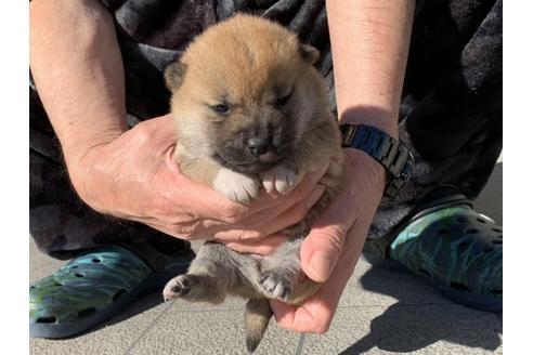 成約済の長崎県の柴犬-122188の4枚目