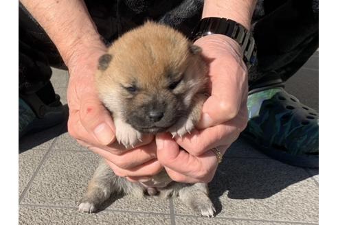 成約済の長崎県の柴犬-122188の3枚目