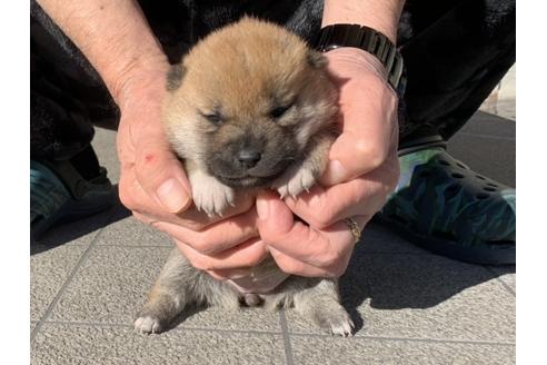 成約済の長崎県の柴犬-122188の2枚目