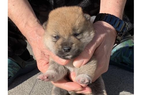 成約済の長崎県の柴犬-122189の1枚目