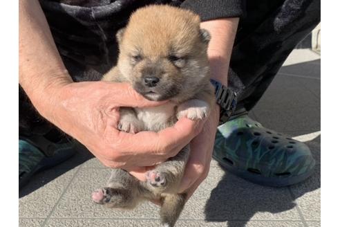 成約済の長崎県の柴犬-122189の5枚目