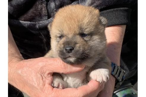 成約済の長崎県の柴犬-122189の4枚目