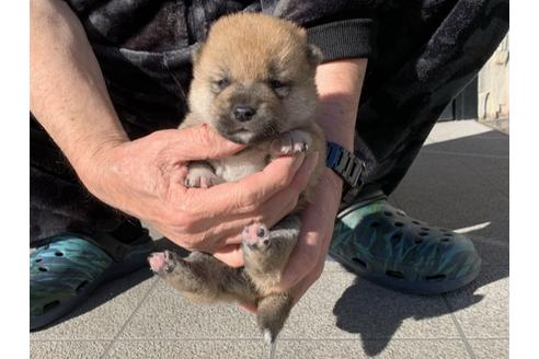 成約済の長崎県の柴犬-122189の3枚目