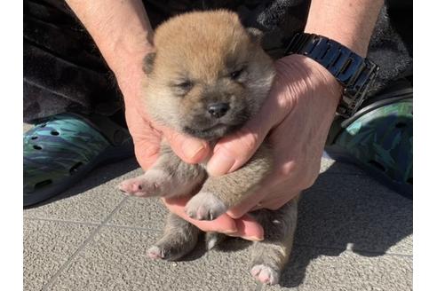 成約済の長崎県の柴犬-122189の2枚目