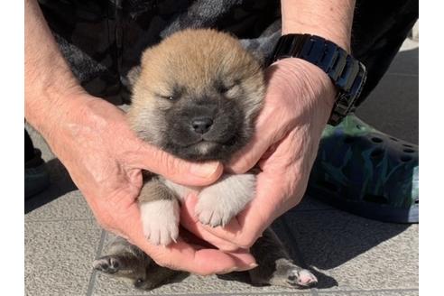 成約済の長崎県の柴犬-122190の1枚目