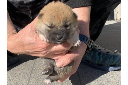 成約済の長崎県の柴犬-122190の5枚目