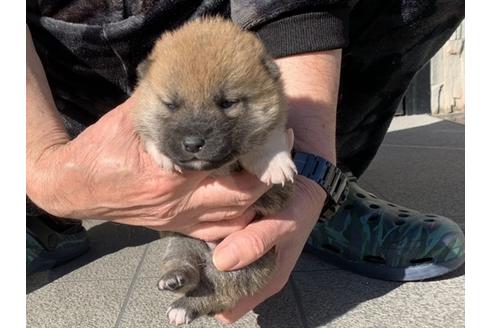 成約済の長崎県の柴犬-122190の4枚目