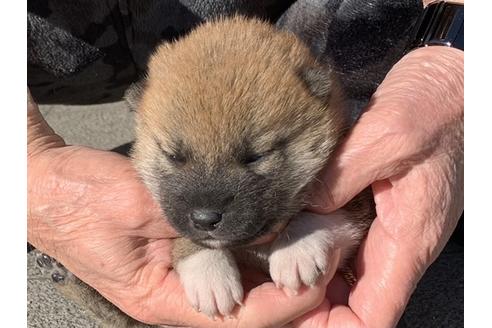 成約済の長崎県の柴犬-122190の3枚目