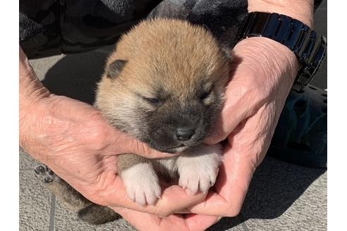 成約済の長崎県の柴犬-122190の2枚目