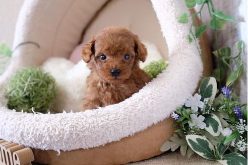 成約済の滋賀県のトイプードル-122198の1枚目