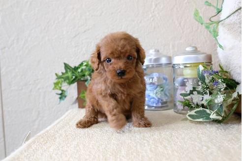 成約済の滋賀県のトイプードル-122198の3枚目