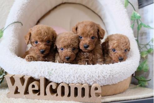 成約済の滋賀県のトイプードル-122198の2枚目