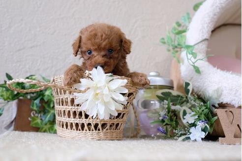 成約済の滋賀県のトイプードル-122199