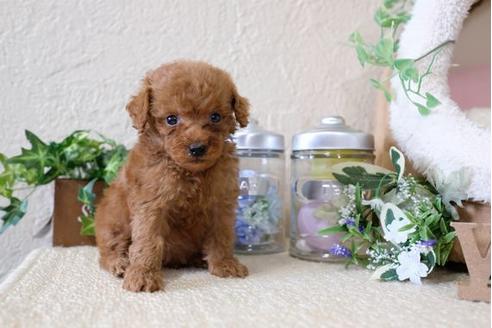 成約済の滋賀県のトイプードル-122199の3枚目