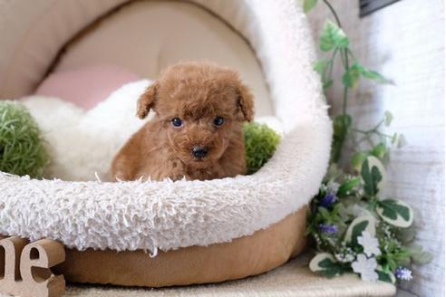 成約済の滋賀県のトイプードル-122200