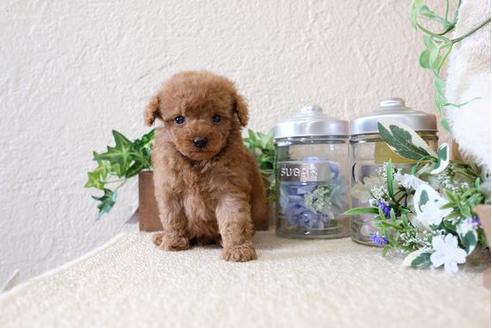 成約済の滋賀県のトイプードル-122200の3枚目