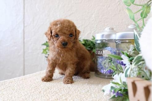 成約済の滋賀県のトイプードル-122201の3枚目