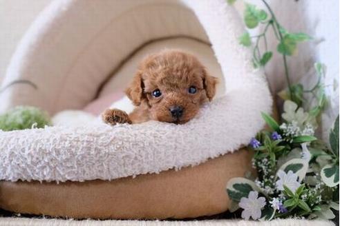 成約済の滋賀県のトイプードル-122201