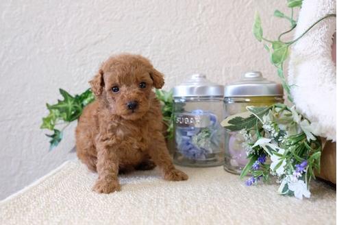 成約済の滋賀県のトイプードル-122206