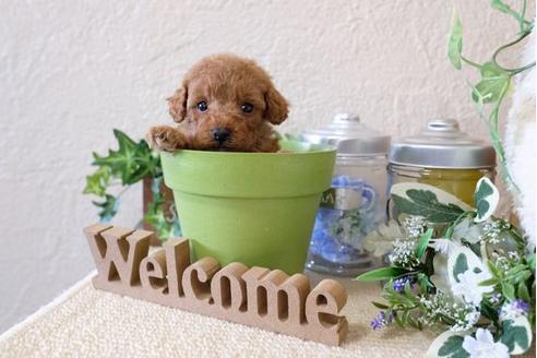 成約済の滋賀県のトイプードル-122206の3枚目