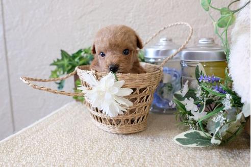 成約済の滋賀県のトイプードル-122208の1枚目