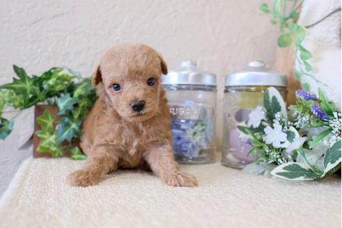 成約済の滋賀県のトイプードル-122208の3枚目