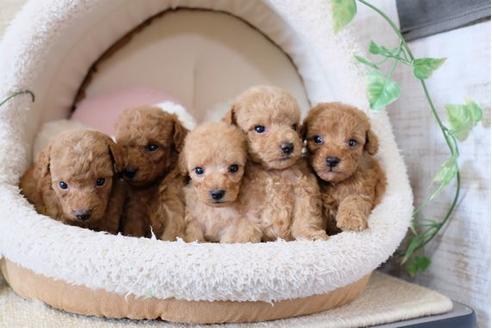 成約済の滋賀県のトイプードル-122208の2枚目