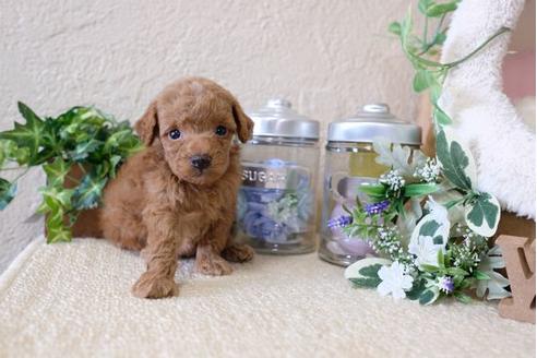 成約済の滋賀県のトイプードル-122210の1枚目