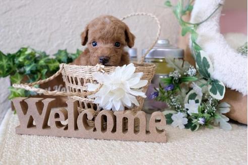 成約済の滋賀県のトイプードル-122210の3枚目