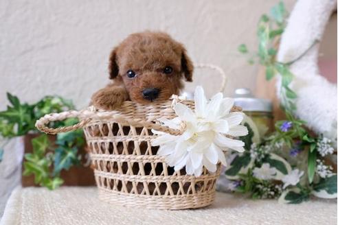 成約済の滋賀県のトイプードル-122211の1枚目