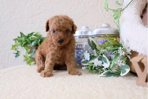 成約済の滋賀県のトイプードル-122211の3枚目