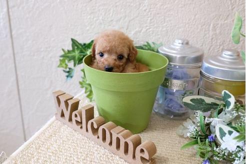 成約済の滋賀県のトイプードル-122212