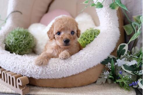 成約済の滋賀県のトイプードル-122212の3枚目