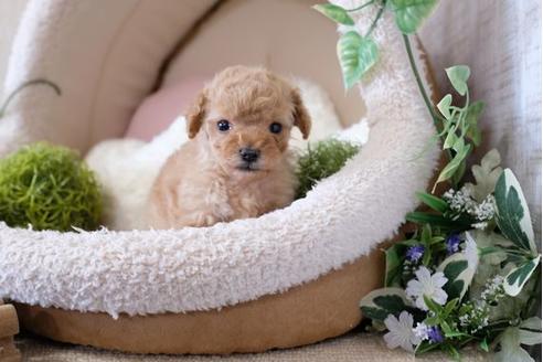 成約済の滋賀県のトイプードル-122213の1枚目