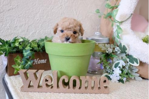 成約済の滋賀県のトイプードル-122213の3枚目