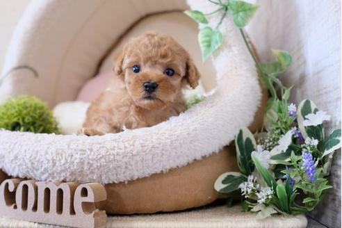 成約済の滋賀県のトイプードル-122214の1枚目