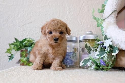 成約済の滋賀県のトイプードル-122214の3枚目