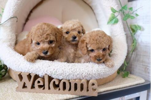 成約済の滋賀県のトイプードル-122214の2枚目