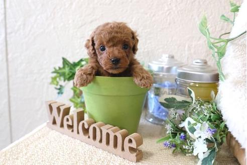 成約済の滋賀県のトイプードル-122216の1枚目