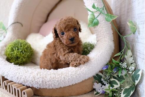 成約済の滋賀県のトイプードル-122216の3枚目