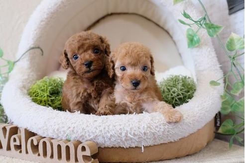 成約済の滋賀県のトイプードル-122216の2枚目