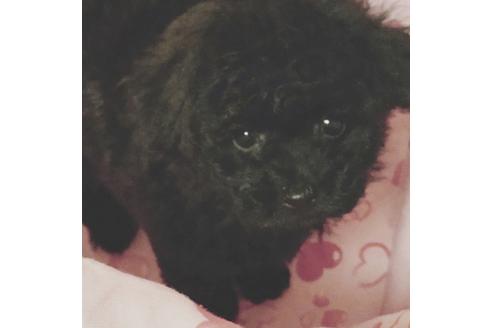 成約済の静岡県のタイニープードル-122171