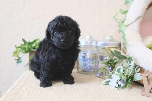 成約済の滋賀県のトイプードル-122218の1枚目