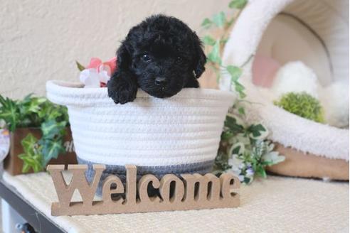 成約済の滋賀県のトイプードル-122218の2枚目