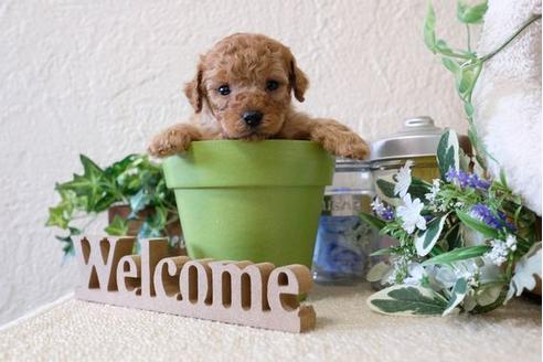 成約済の滋賀県のトイプードル-122219