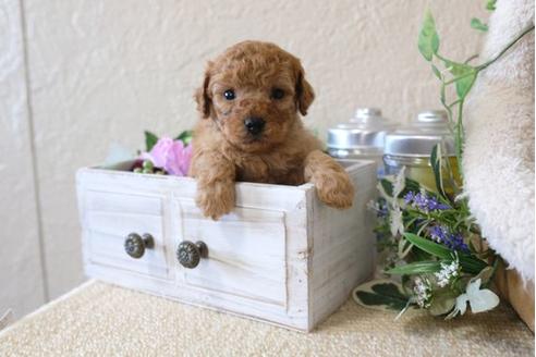 成約済の滋賀県のトイプードル-122219の2枚目