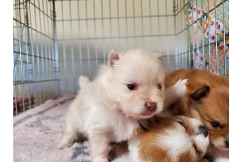 成約済の愛知県のポメラニアン-122224の6枚目